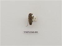 藏品(無紋粗天牛)的圖片